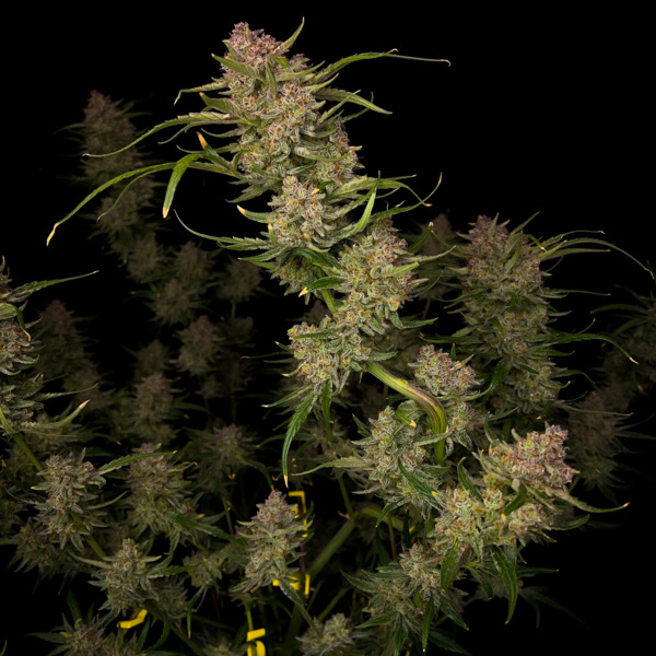 Guava Auto (FastBuds) Feminisiodut