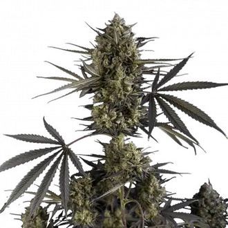 Pound Cake Auto (FastBuds) Feminisoidut