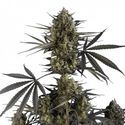 Pound Cake Auto (FastBuds) Feminisoidut