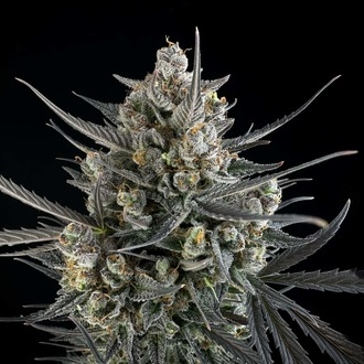 Pound Cake Auto (FastBuds) Feminisoidut