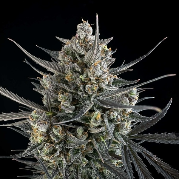 Pound Cake Auto (FastBuds) Feminisoidut