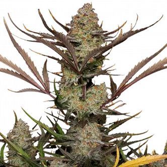 Apple Strudel Auto (FastBuds) feminisoidut