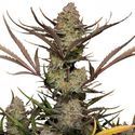 Apple Strudel Auto (FastBuds) Feminisoidut