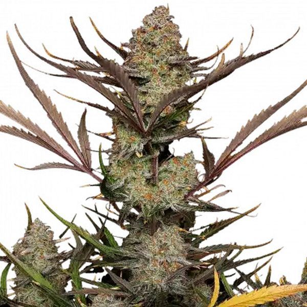 Apple Strudel Auto (FastBuds) Feminisoidut
