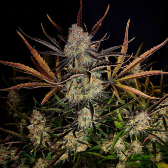 Apple Strudel Auto (FastBuds) Feminisoidut