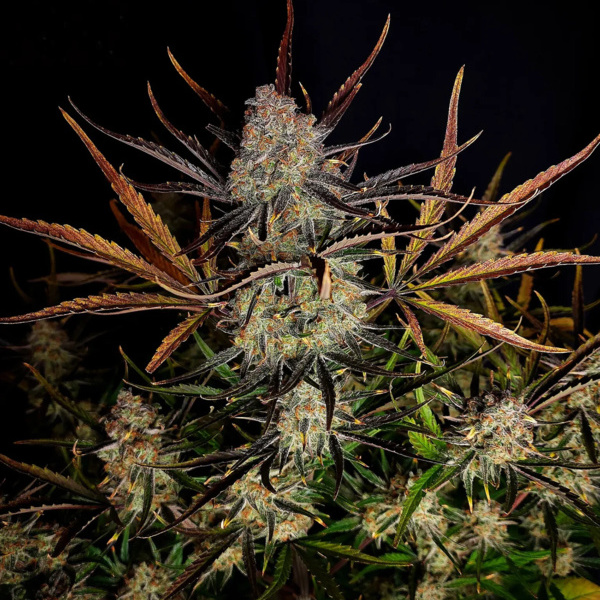 Apple Strudel Auto (FastBuds) Feminisoidut