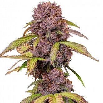 Lemon Cherry Cookies Auto (FastBuds) Feminisoidut