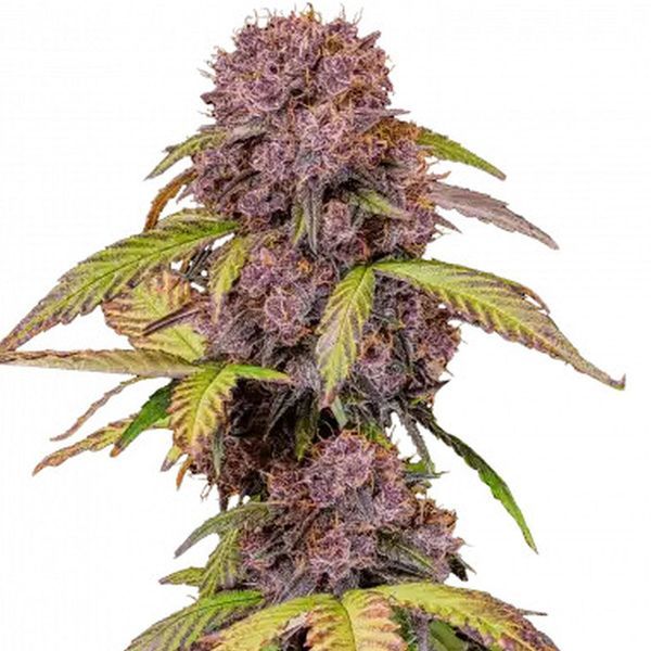 Lemon Cherry Cookies Auto (FastBuds) Feminisoidut