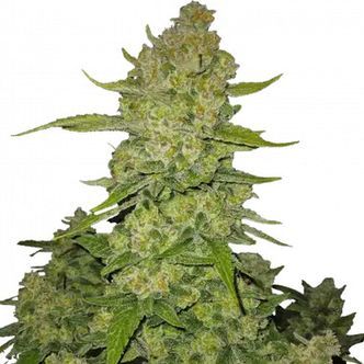 Papaya Cookies Auto (FastBuds) feminisoidut