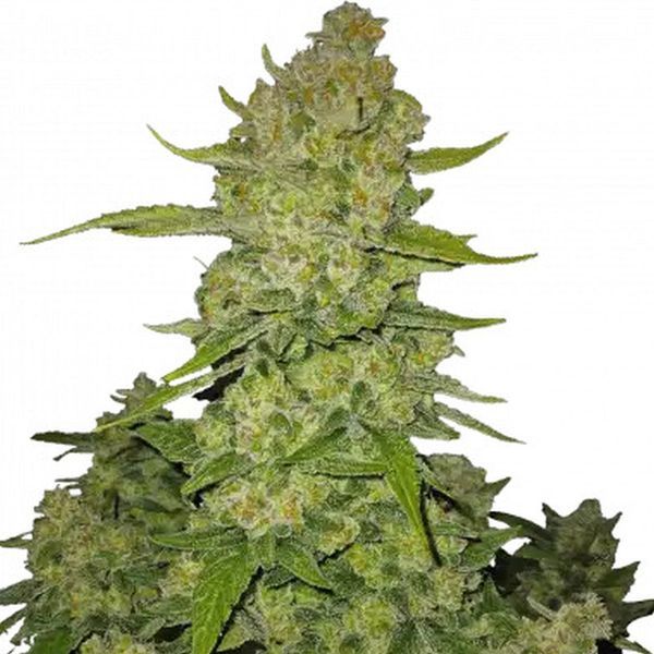 Papaya Cookies Auto (FastBuds) Feminisoidut