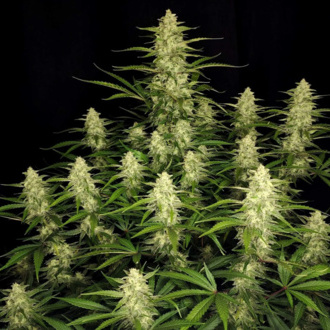 Papaya Cookies Auto (FastBuds) Feminisoidut