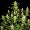 Papaya Cookies Auto (FastBuds) Feminisoidut