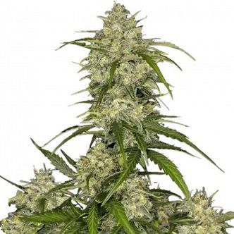 Sour Jealousy Auto (FastBuds) feminisoidut kannabiksen siemenet