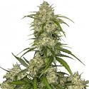 Sour Jealousy Auto (FastBuds) Feminisoidut