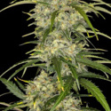 Sour Jealousy Auto (FastBuds) Feminisoidut