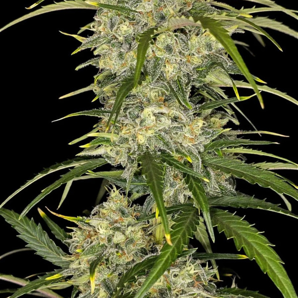 Sour Jealousy Auto (FastBuds) Feminisoidut