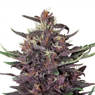 Buddha Purple Kush (Buddha Seeds) feminisoitu