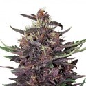 Purple Kush Auto (Buddha Seeds) feminoidut