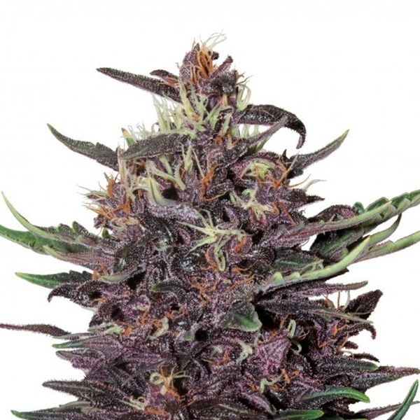 Purple Kush Auto (Buddha Seeds) feminoidut