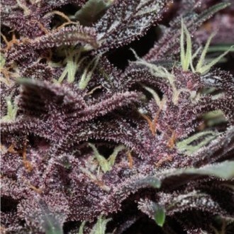 Purple Kush Auto (Buddha Seeds) feminoidut