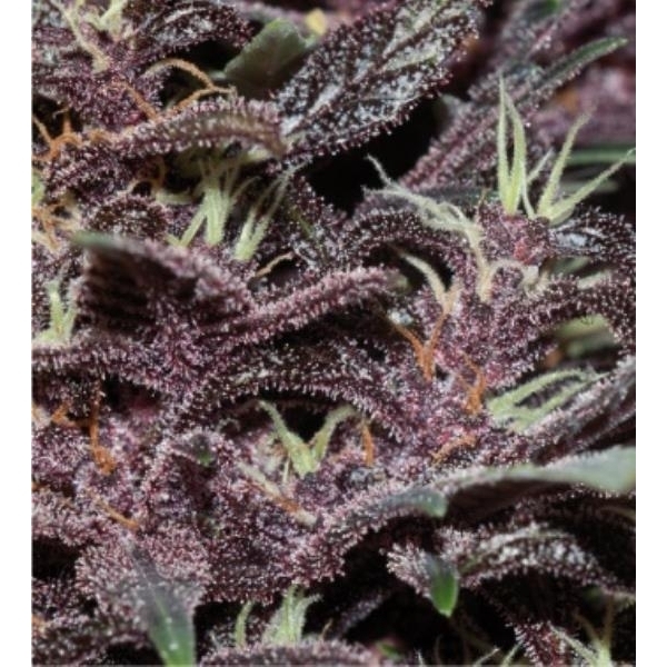 Purple Kush Auto (Buddha Seeds) feminoidut
