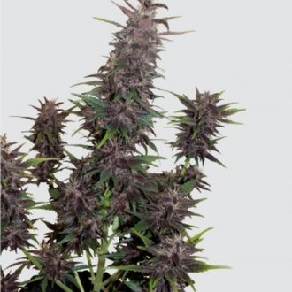 Purple Kush Auto (Buddha Seeds) feminoidut