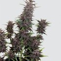 Purple Kush Auto (Buddha Seeds) feminoidut