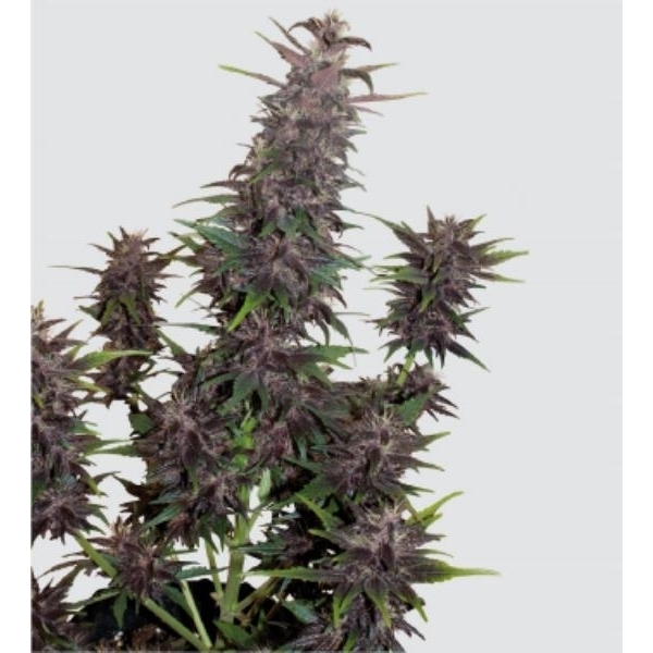 Purple Kush Auto (Buddha Seeds) feminoidut