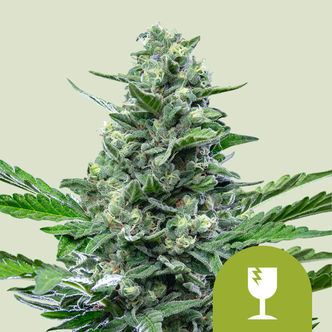 Royal Critical Automatic (Royal Queen Seeds) feminisoidut