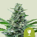 Royal Critical Autoflower (Royal Queen Seeds) Feminisoidut