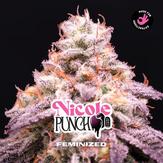 Nicole Punch (Zamnesia Seeds) feminisoitu