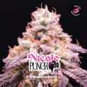 Nicole Punch (BSF Seeds) Feminisoidut