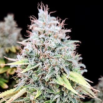 Apple OG (Pure Instinto) Feminisoidut