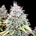 Apple OG (Pure Instinto) Feminisoidut