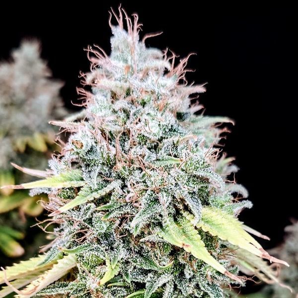 Apple OG (Pure Instinto) Feminisoidut