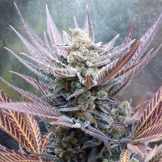 Cherry Cookies (Pure Instinto) Feminisoidut kannabiksen siemenet