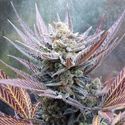 Cherry Cookies (Pure Instinto) Feminisoidut