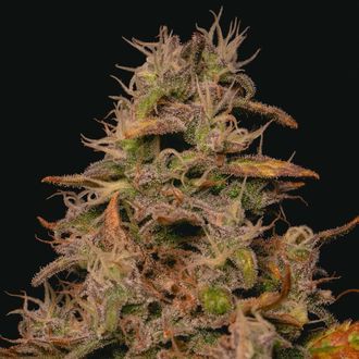 Forbidden Fruit Cake (Pure Instinto) Feminisoidut