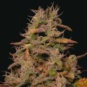 Forbidden Fruit Cake (Pure Instinto) Feminisoidut