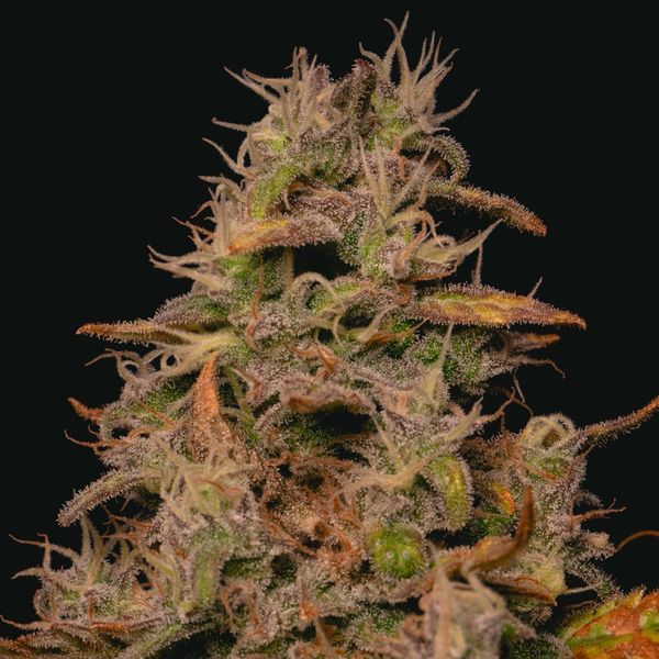 Forbidden Fruit Cake (Pure Instinto) Feminisoidut