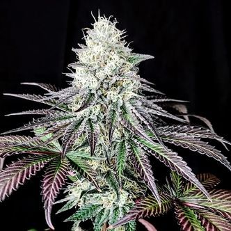 Garlic Cookies (Pure Instinto) feminisoidut