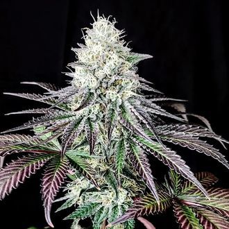 Garlic Cookies (Pure Instinto) Feminisoidut