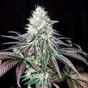 Garlic Cookies (Pure Instinto) Feminisoidut