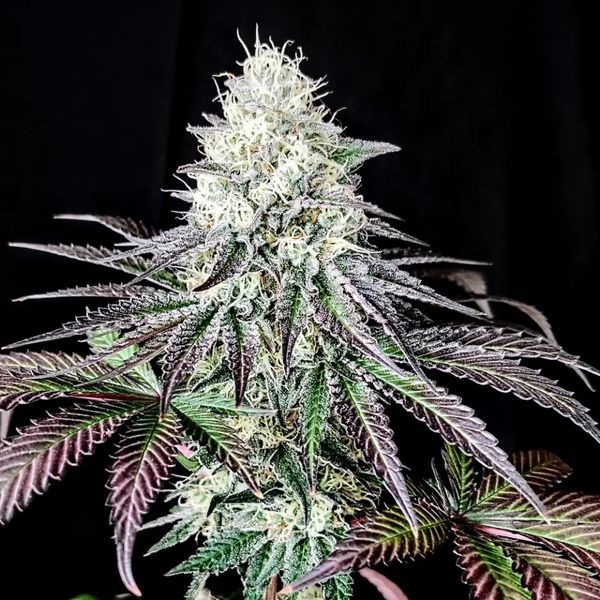 Garlic Cookies (Pure Instinto) Feminisoidut