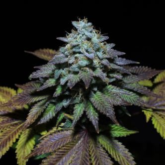 Gorilla Cookies (Pure Instinto) feminisoidut kannabiksen siemenet