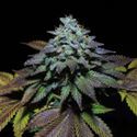 Gorilla Cookies (Pure Instinto) Feminisoidut