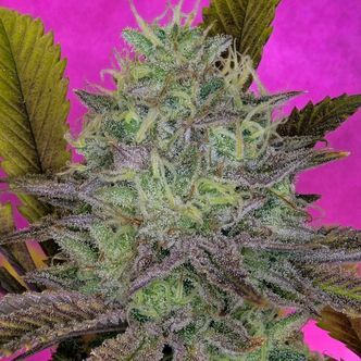 King's Banner (Pure Instinto) feminisoidut kannabiksen siemenet