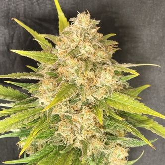 Melon Gum (Pure Instinto) feminisoidut kannabiksen siemenet