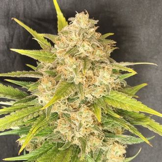 Melon Gum (Pure Instinto) Feminisoidut