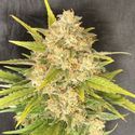 Melon Gum (Pure Instinto) Feminisoidut